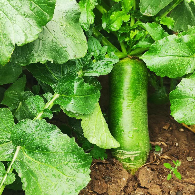 【脆甜多汁】正宗山东水果萝卜