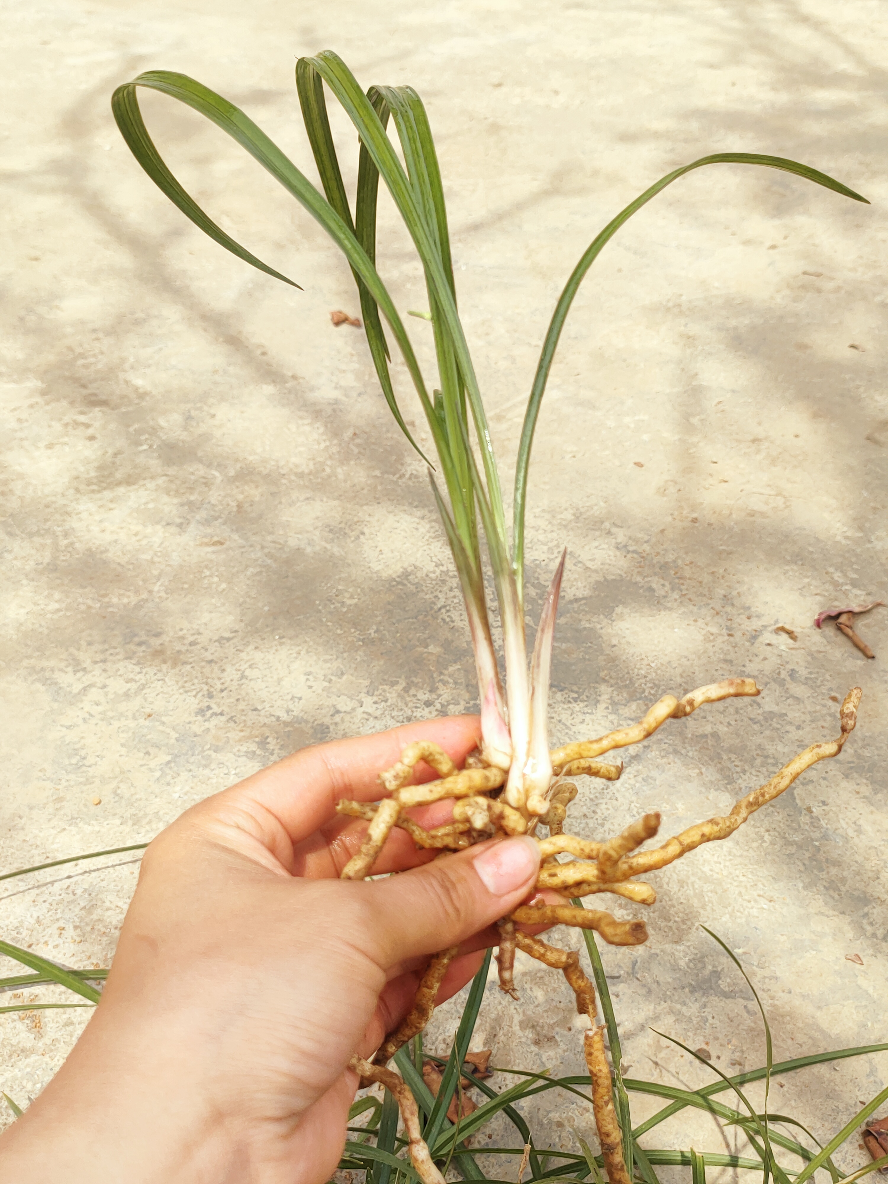 春兰红芽草未见过花