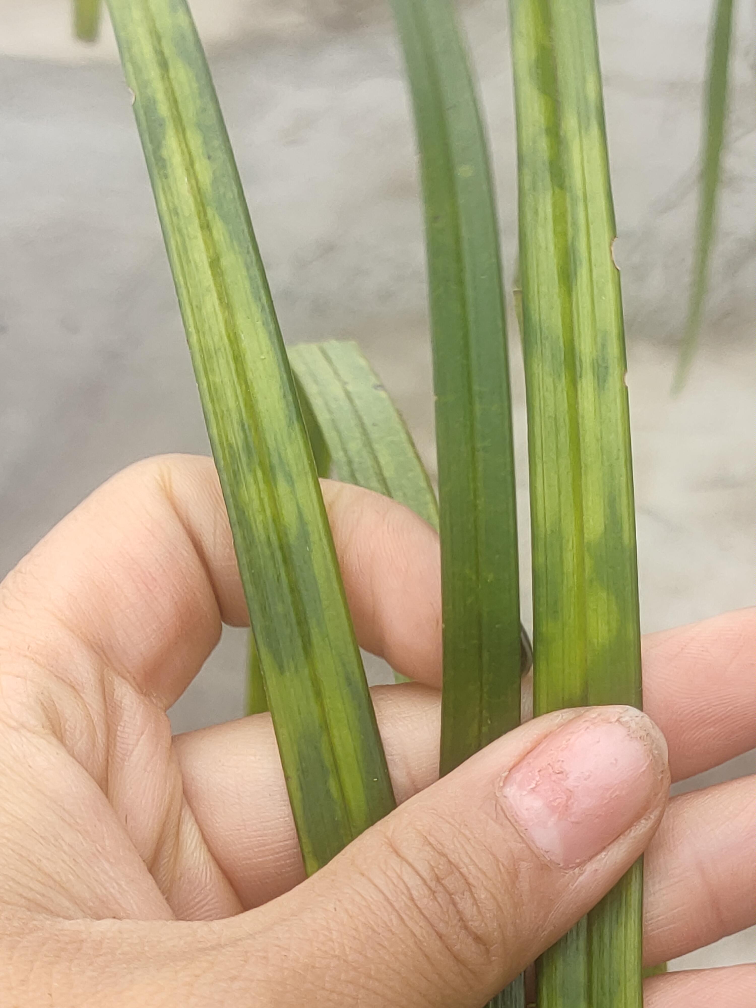 秋芝斑草没有见过花