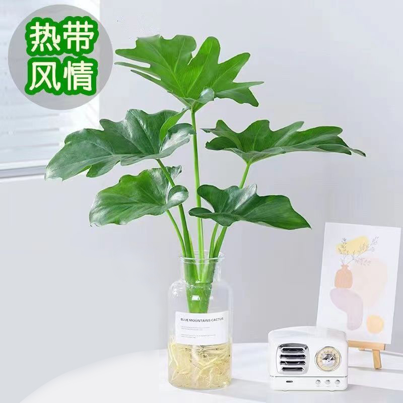 水培春羽盆栽办公室内吸甲醛客厅花卉水养大叶绿萝好养春雨绿植物