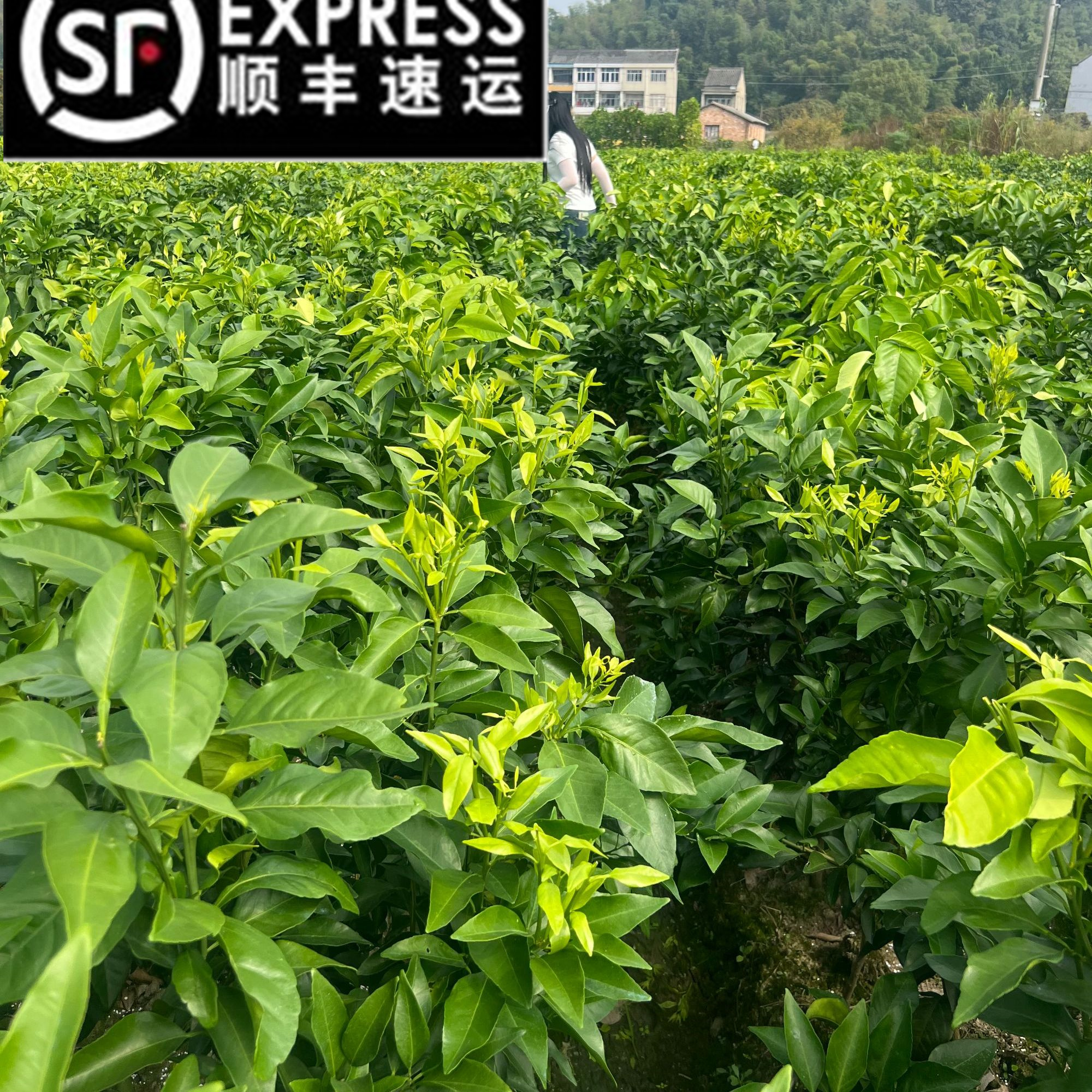 2年带土嫁接桔苗苗果树苗现挖品种对版盆栽地栽果苗庭院种植