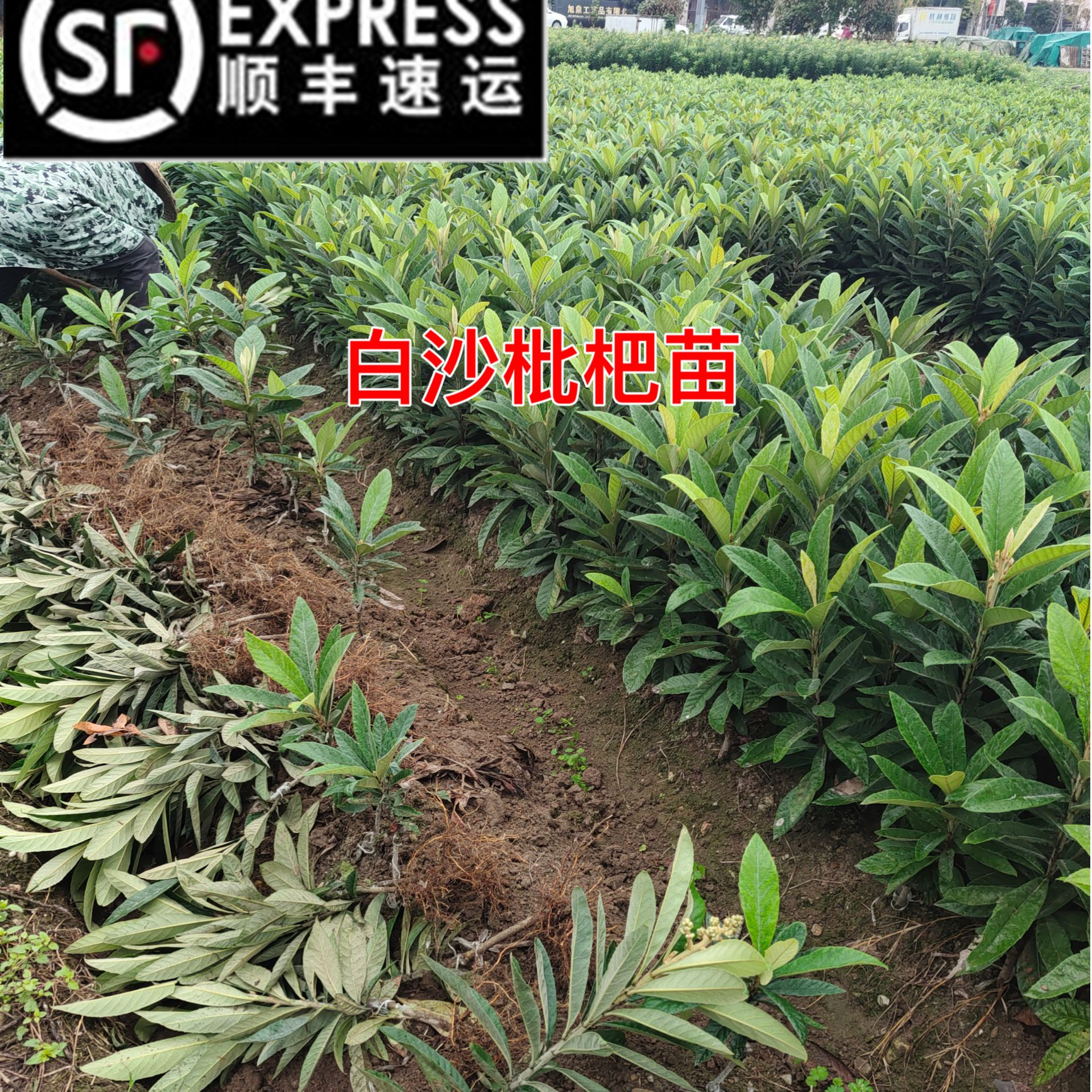 1年生白沙枇杷苗枇杷树苗白荔枝枇杷苗枇杷现挖盆栽地栽阳台庭院