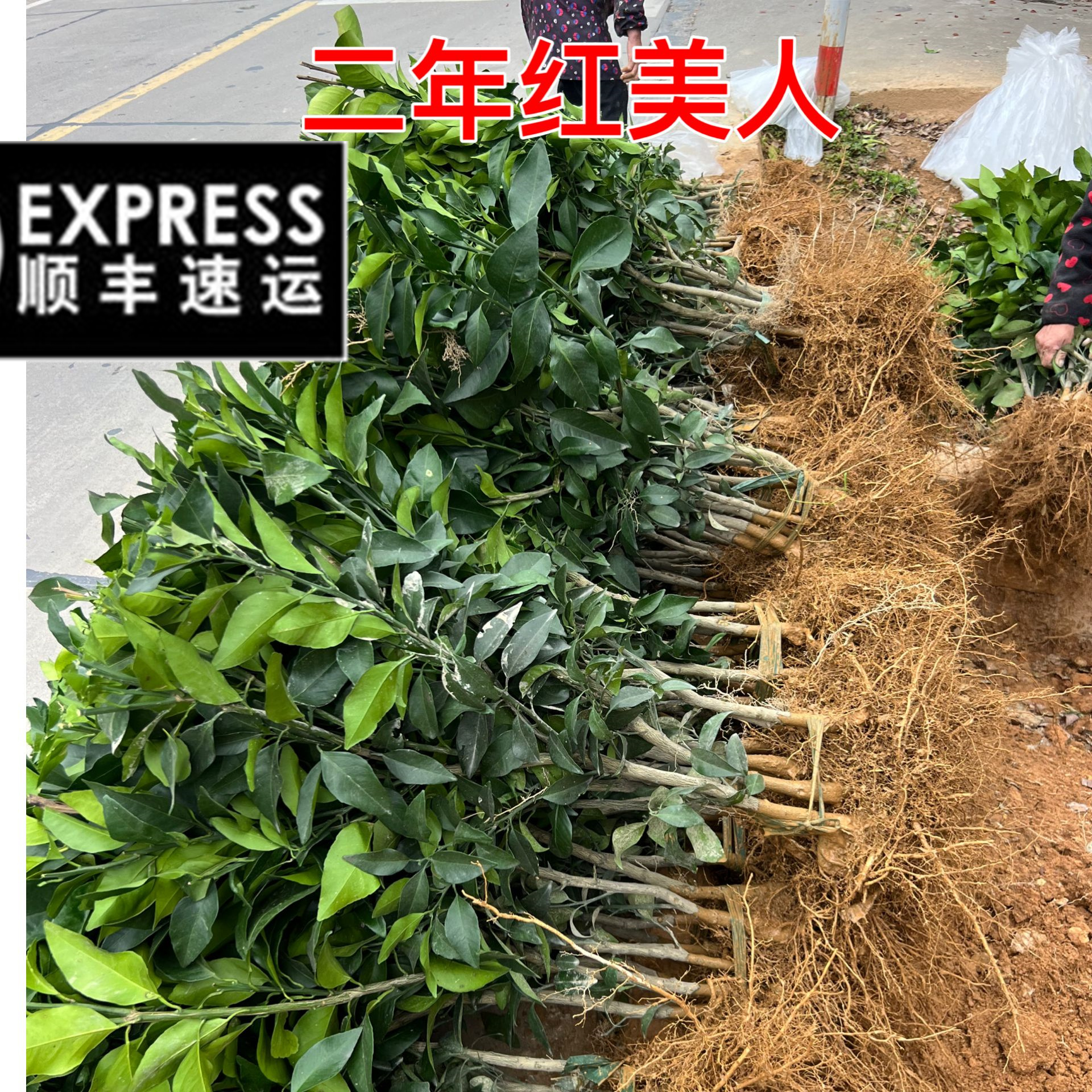 2年不带土各品种桔苗果冻橙爱嫒28桔树蜜桔树苗盆栽地栽