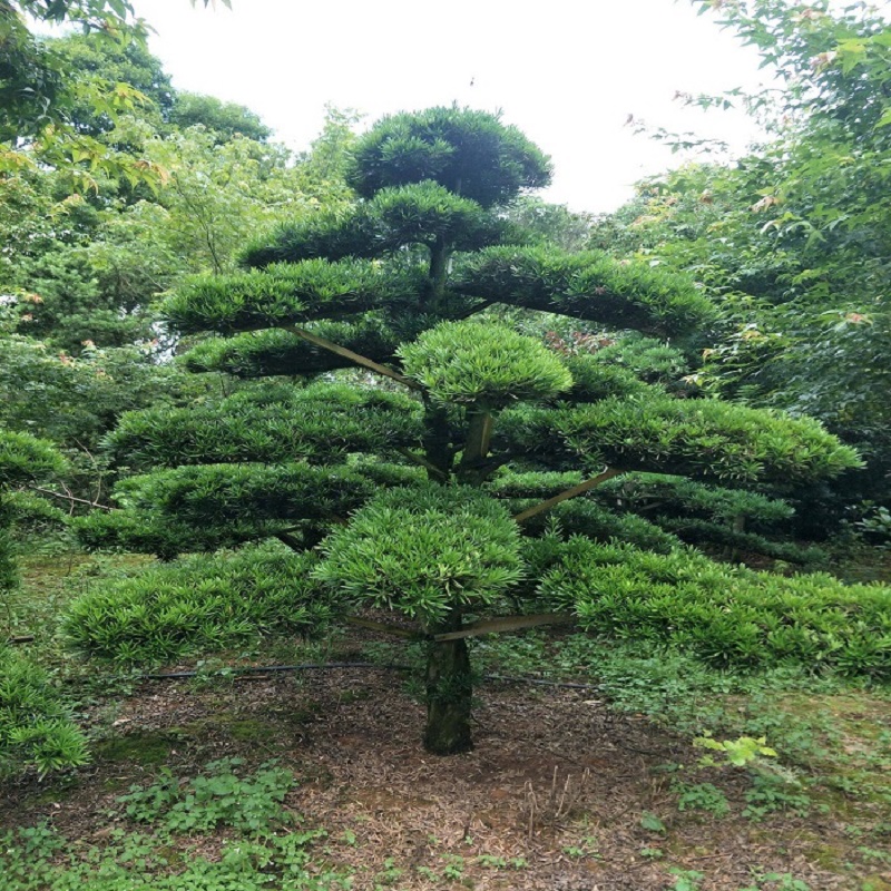 一物一拍 地载盆栽 造型罗汉松