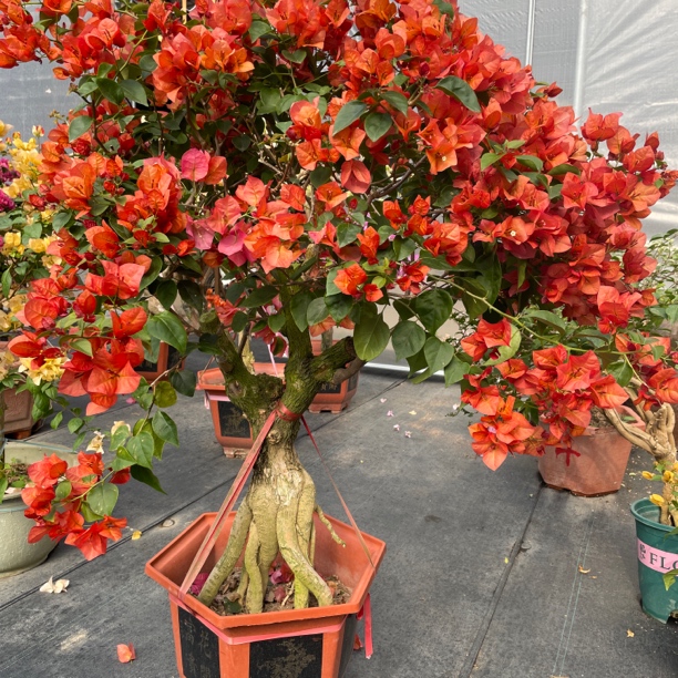 角梅(一物一拍)实物以直播间为准（切勿自主下单）