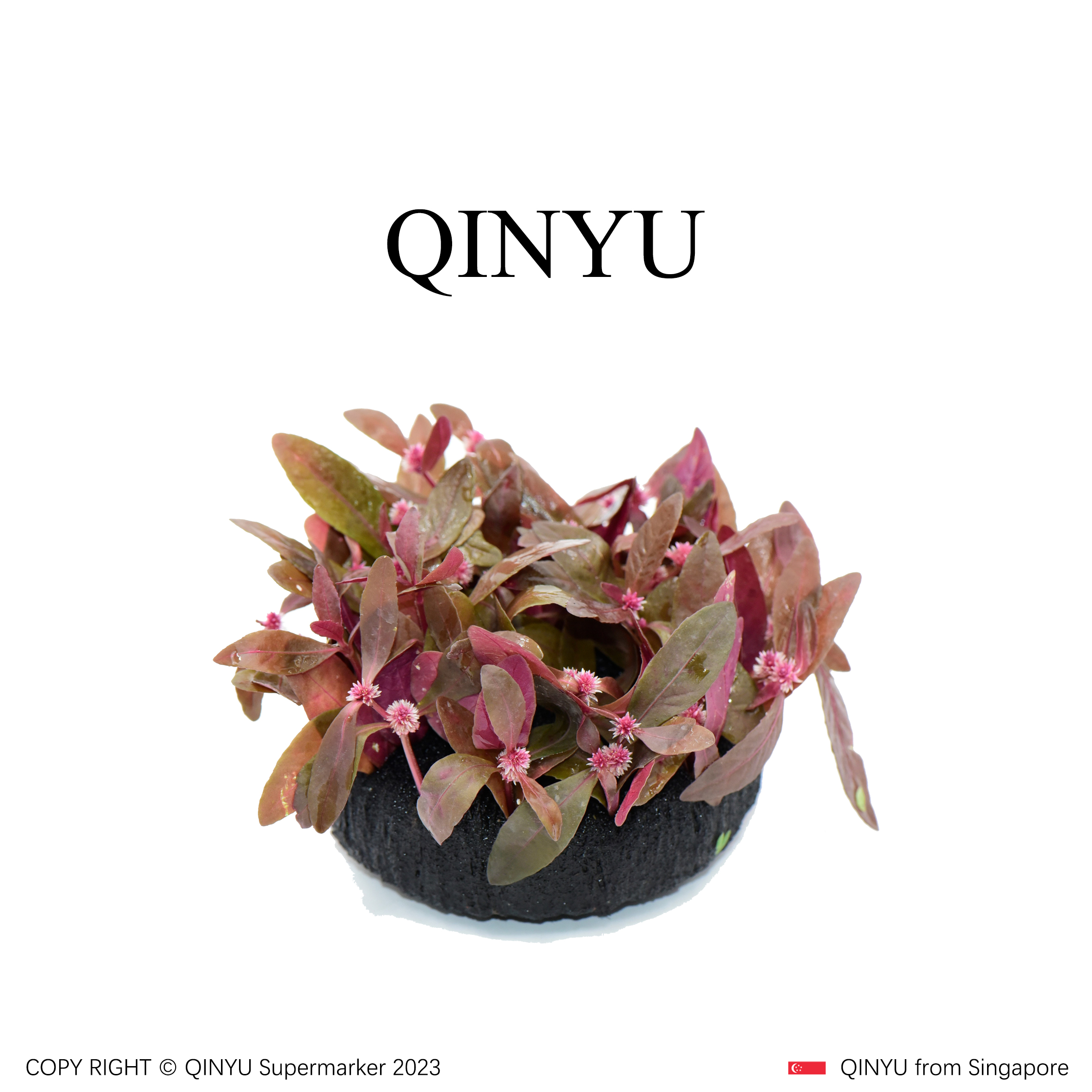 【直播福利】紫叶坨草 新手懒人水草 无需底沙入缸成景