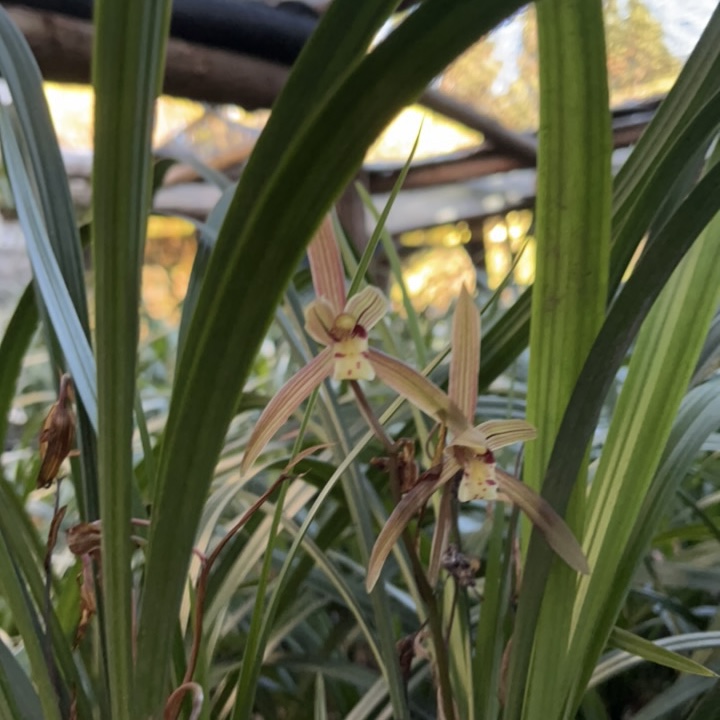 绿兰 一物一拍《勿乱拍》