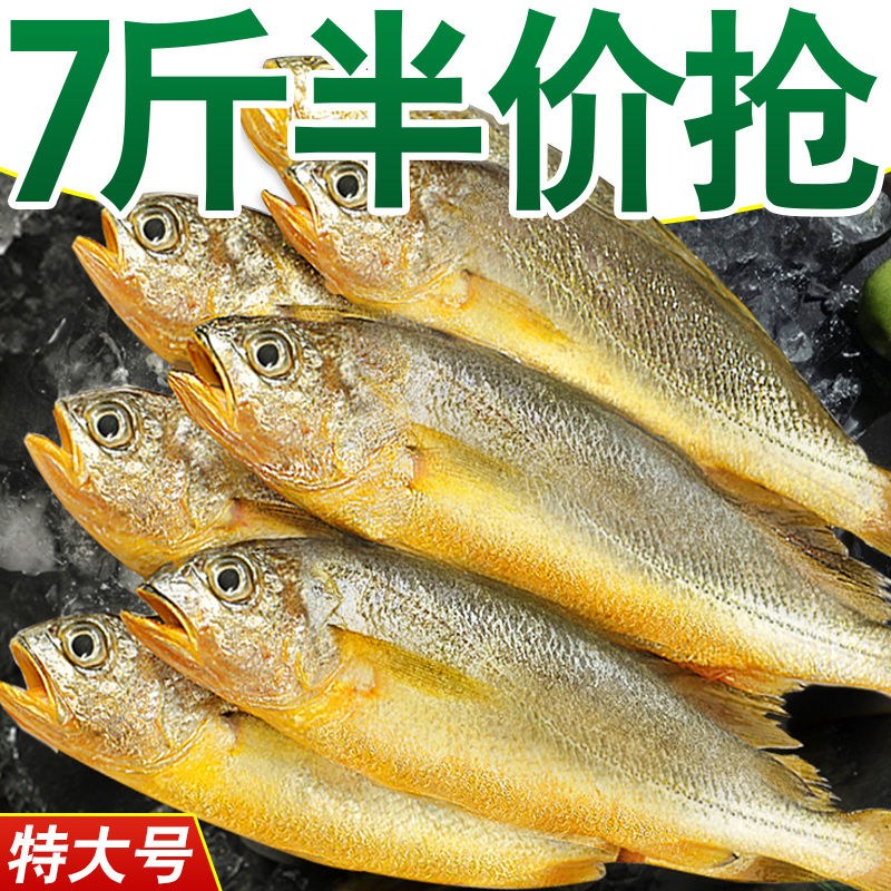 【活动价】野生小黄鱼新鲜冷冻大小黄花鱼海鲜水产批发保鲜海450g