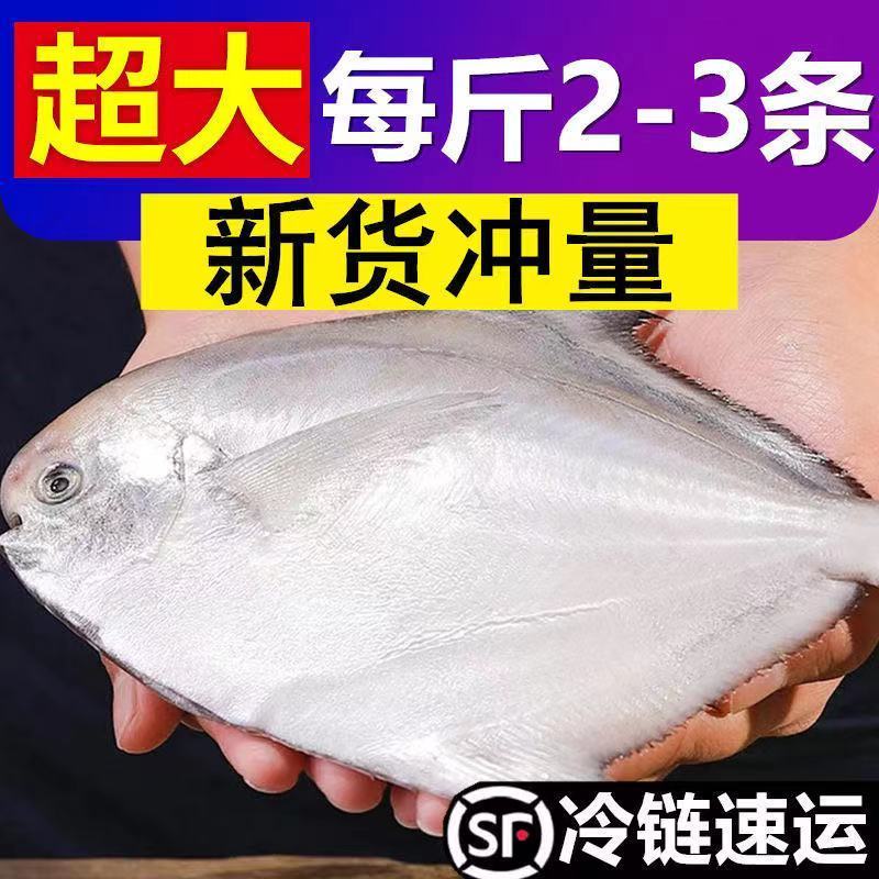 【超大号】东海银鲳鱼野生深海新鲜白鲳鱼国产平鱼鲜活速冻批450g