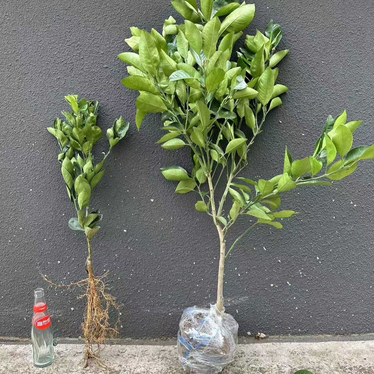 果树品种直播间一物一拍收货人手机号码后四位