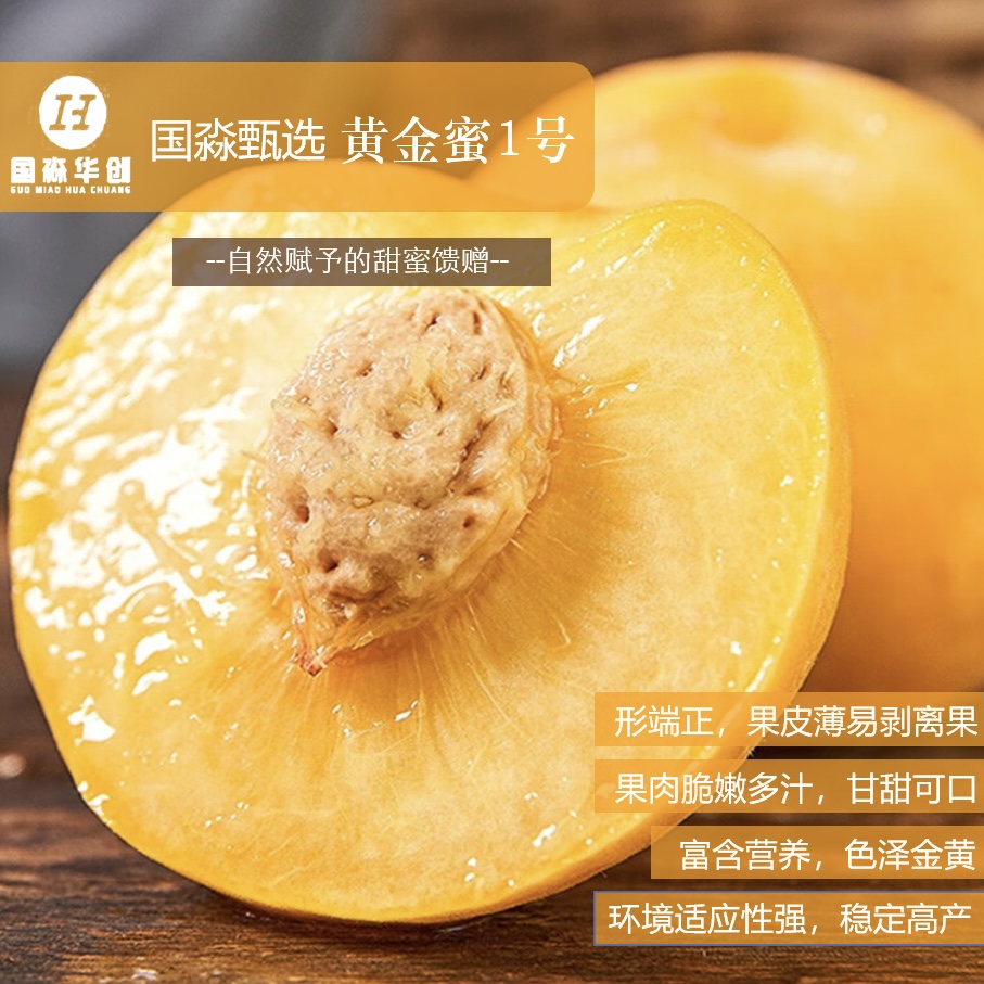 黄金蜜桃子 一年裸根苗