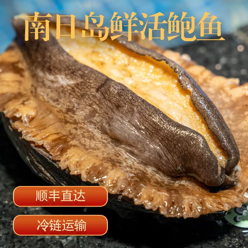 鲜活南日鲍南日岛深海土鲍【黄金大鲍鱼5头鲍】原产地顺丰包邮发出