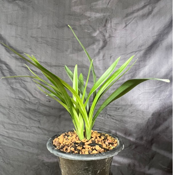 秋榜兰花带花苞选购