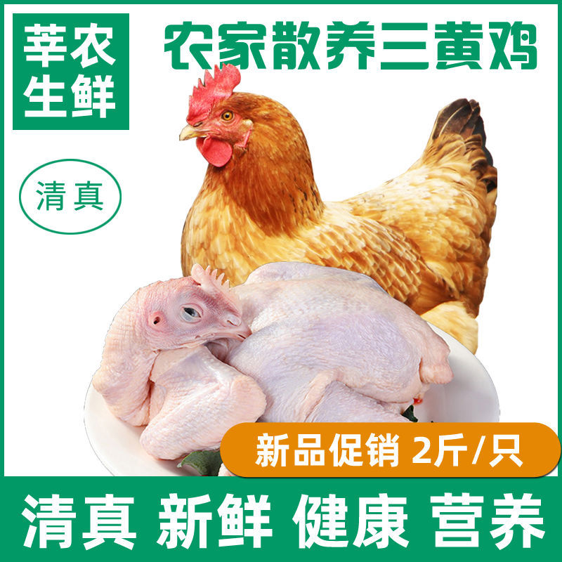 清真鸡肉农家散养土鸡正宗三黄鸡整箱走地鸡童子鸡白条鸡新鲜现宰