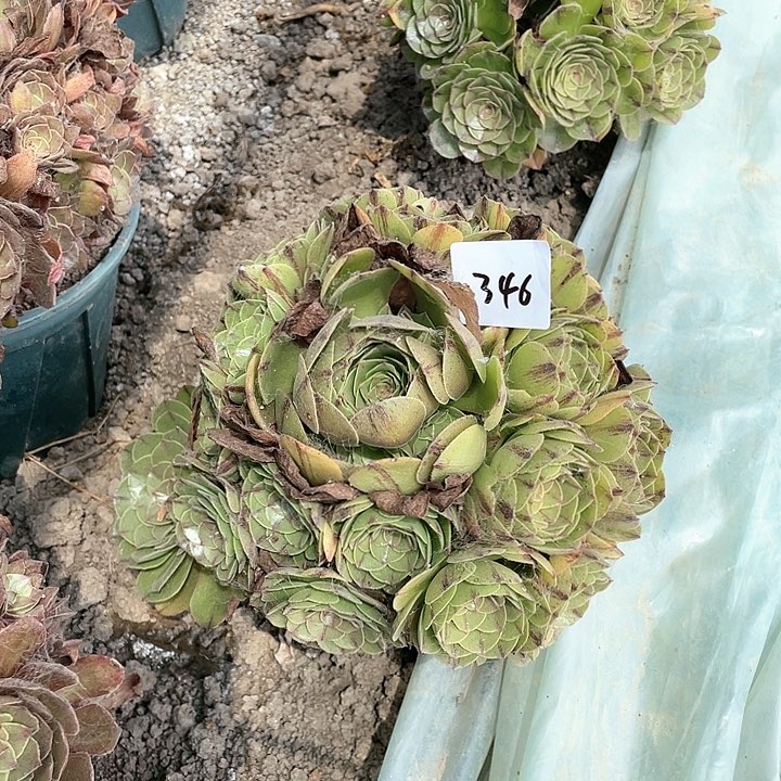 346法师植物万拉丝