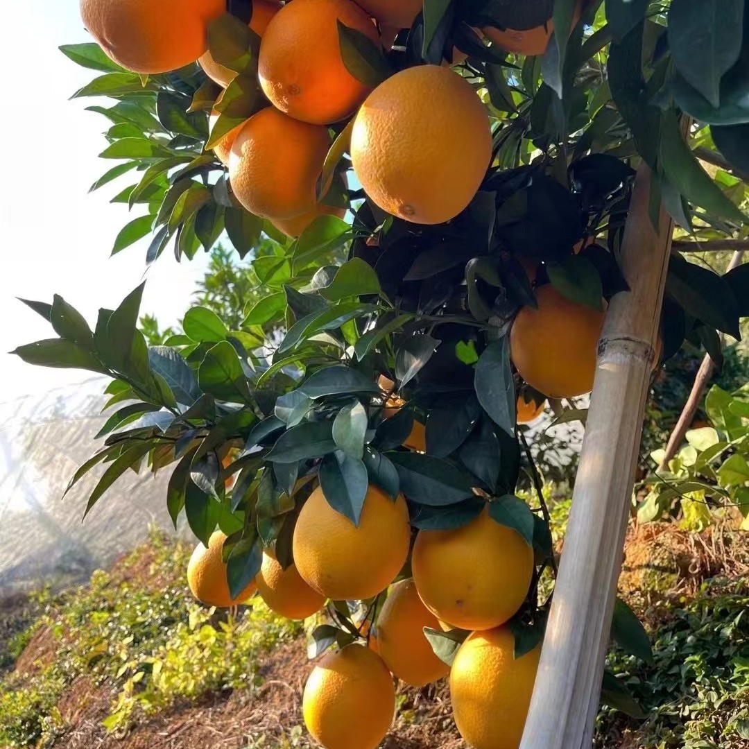 赣南脐橙含箱5.7-6斤大果（果净重5.2-5.5斤），