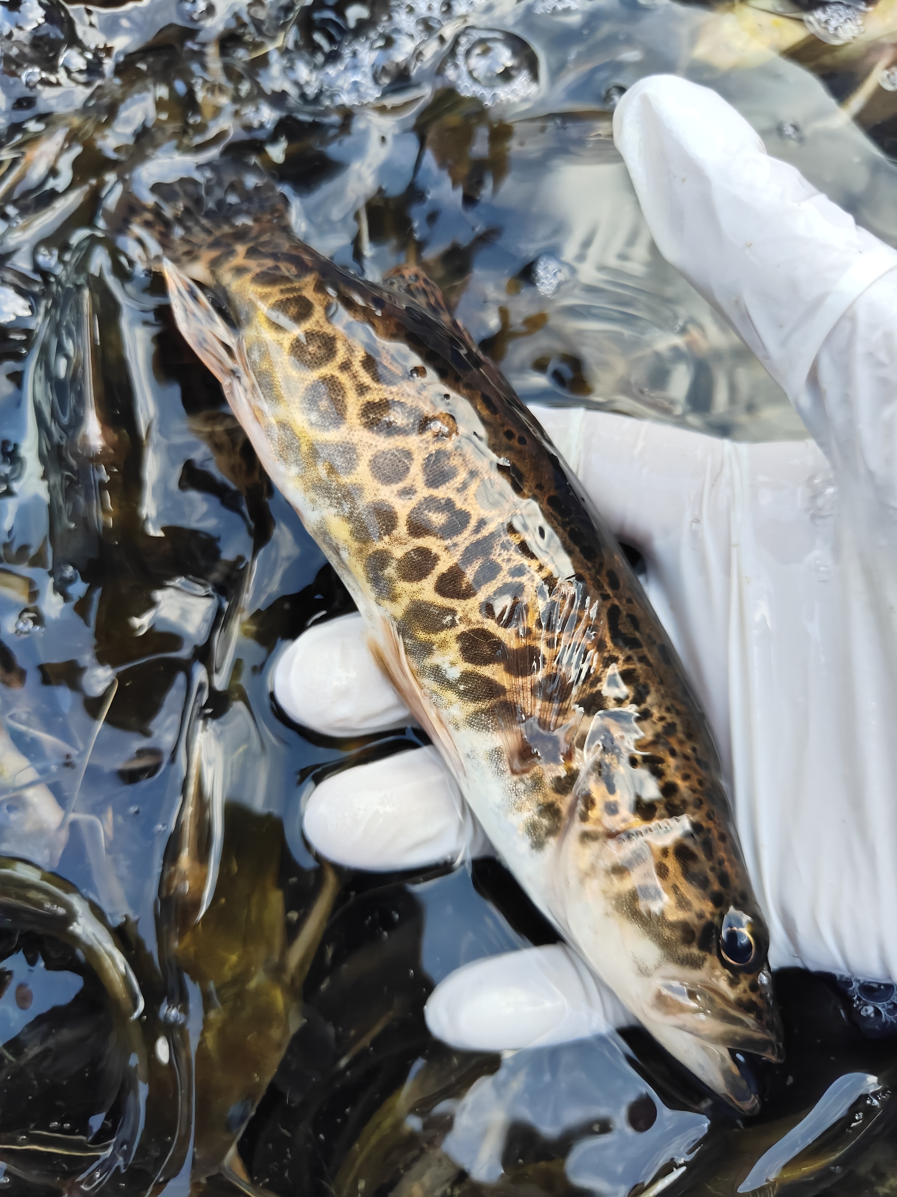 湖南宁远山村河鲜斑鳜1斤2斤鱖鱼