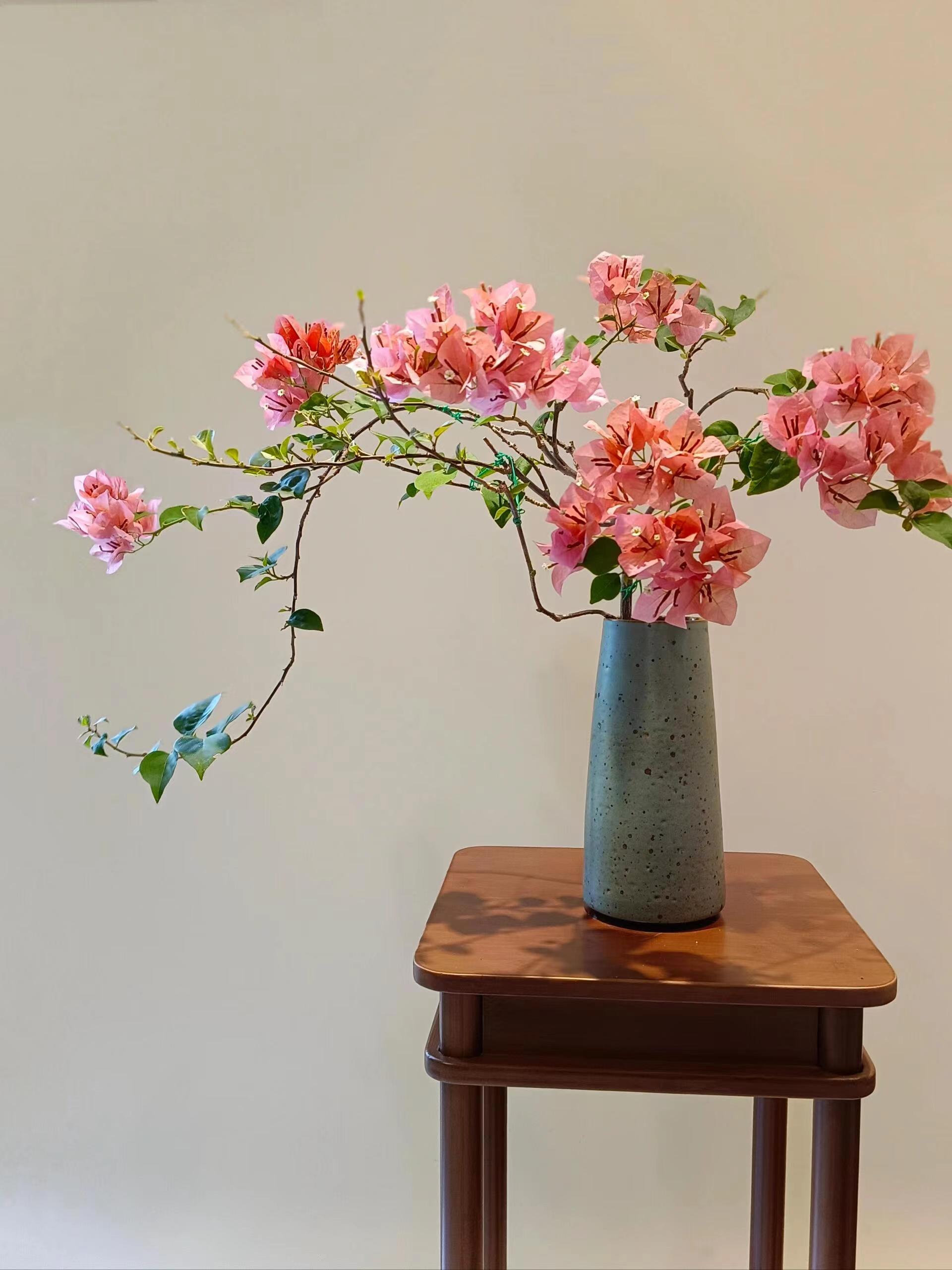 三角梅盆栽不甜西瓜（以直播间为准）