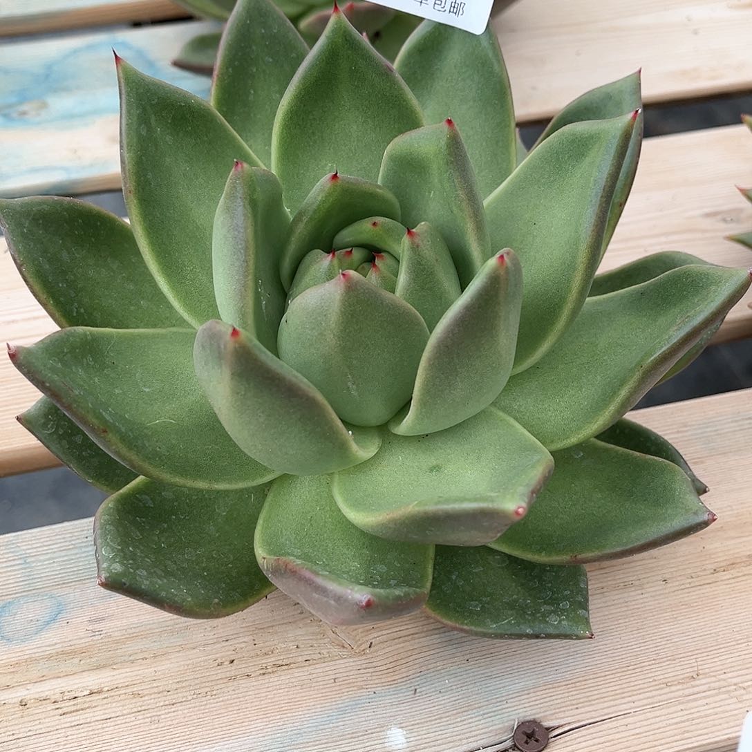 639 。    桃心原始种