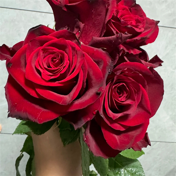 【3颗包邮】探险家/探险者月季花苗花头大花深红色多季开花