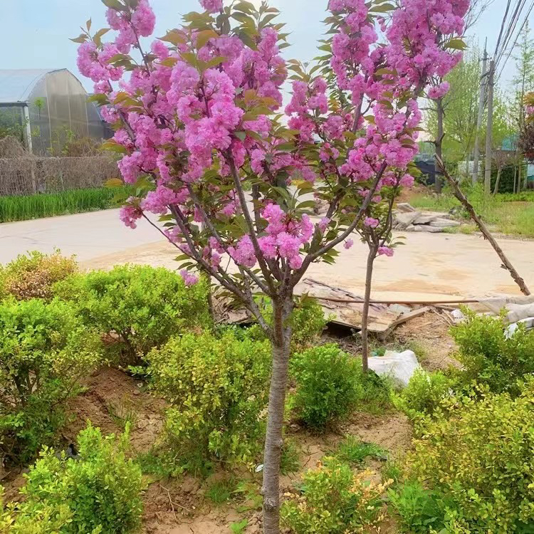 庭院种植耐寒花卉家庭绿植粉色樱花树苗易活好养