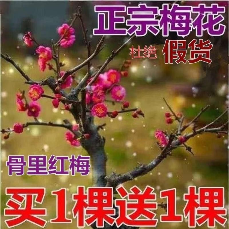 骨里红梅花原生耐寒花卉盆地栽四季室内庭院盆景老桩绿梅朱砂树苗
