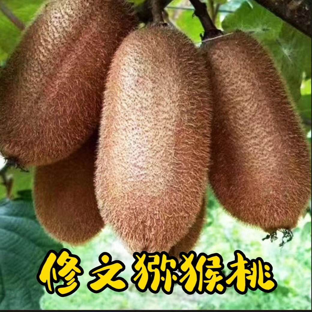 【凤姐专属试吃装】修文猕猴桃贵长猕猴桃应季水果（9个）软糯香甜