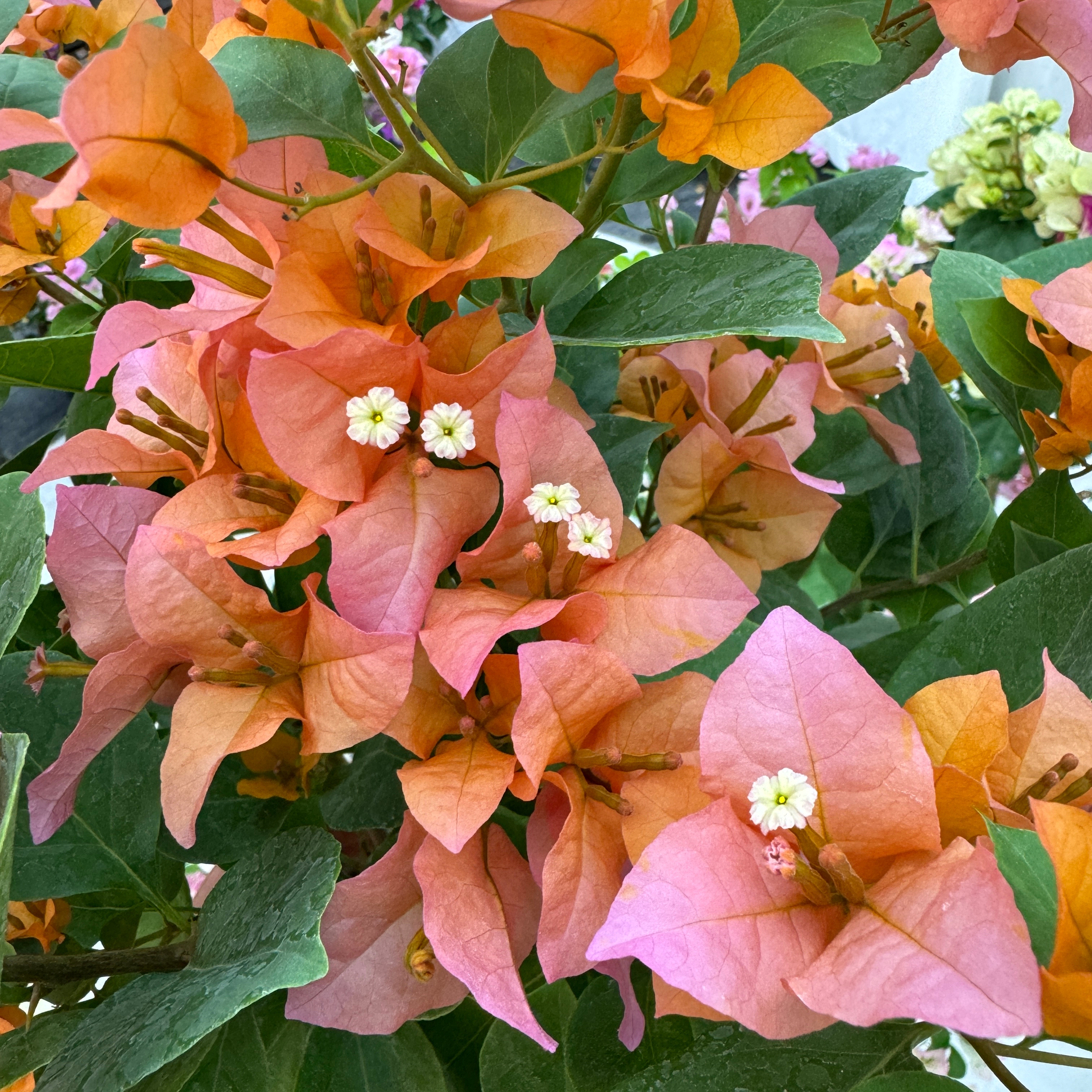 三角梅【变色龙】勤花品种苗渐变色室内家庭开花观赏花卉花卉盆栽