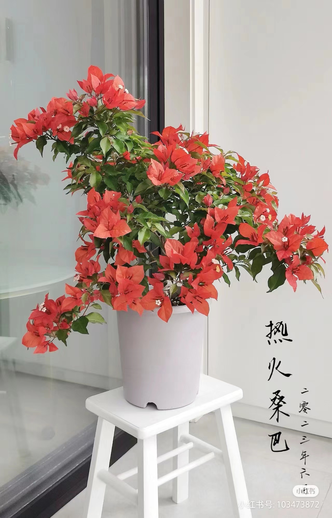 三角梅【热火桑巴桑巴橙紫红桑巴】阳台庭院勤花开花品种