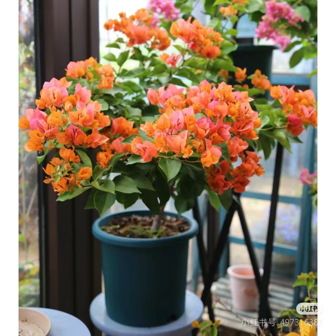 七夕节三角梅【绿叶橙】浪漫盆栽橙粉爱马仕橙带花发货