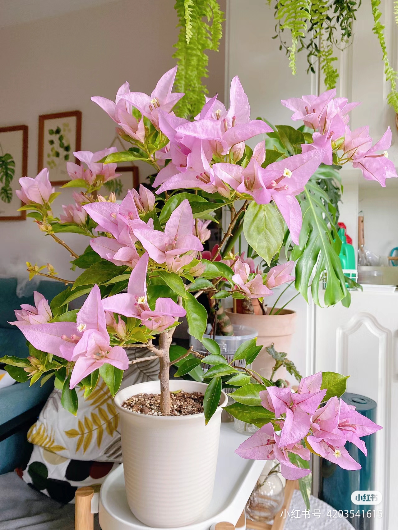 三角梅【金夫人】大花型紫色美观阳台绿植庭院植物花卉