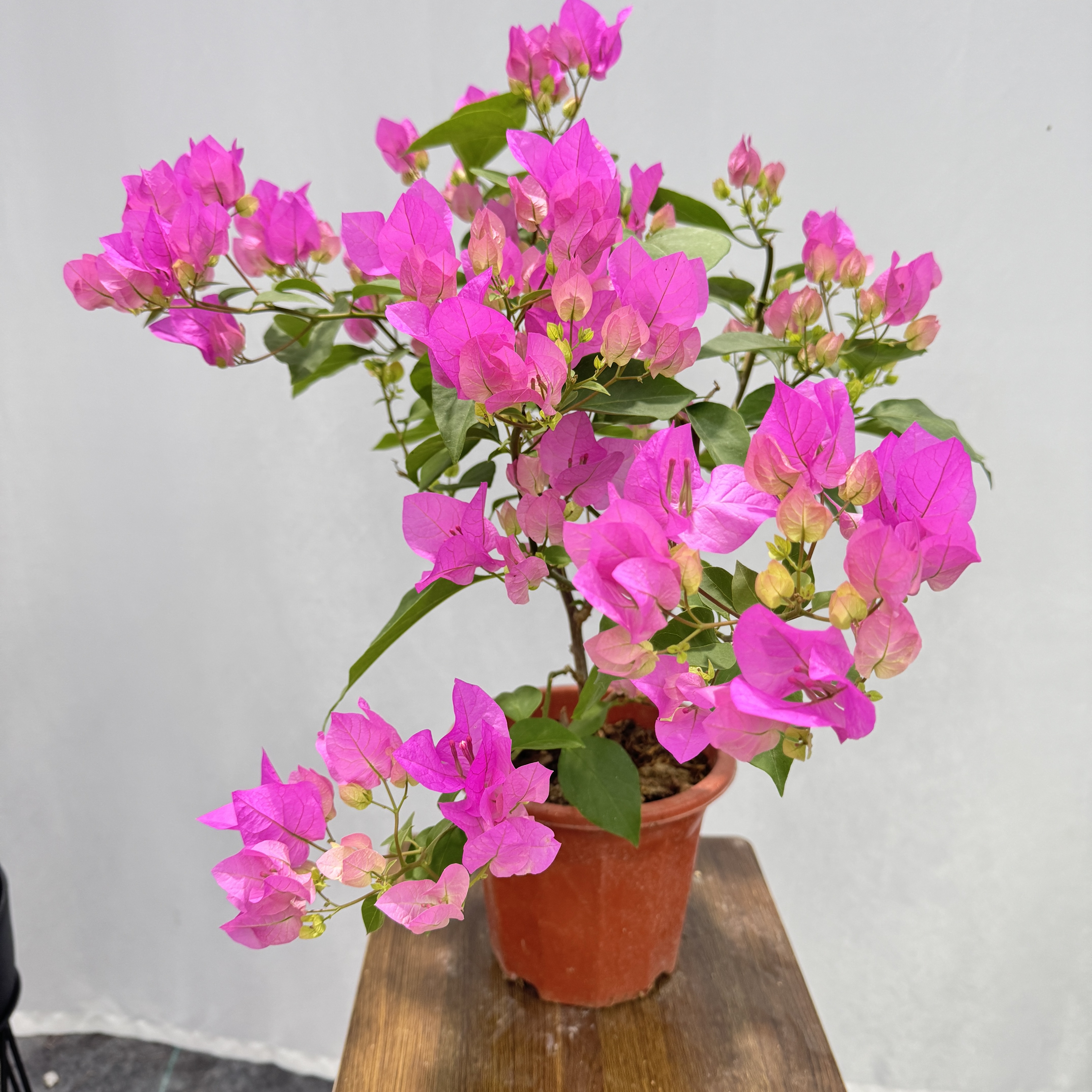 三角梅石楠花【绿叶宫粉】阳台庭院盆栽花卉室内花卉盆栽带花发货