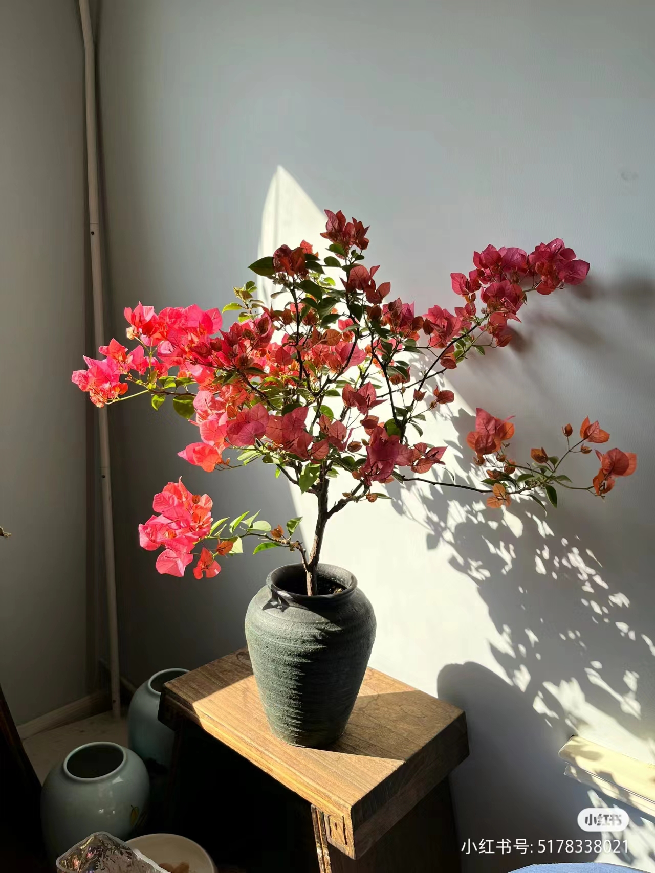 三角梅【同安红】四季勤花超好养开花植物三角梅花修剪阳台庭院花卉
