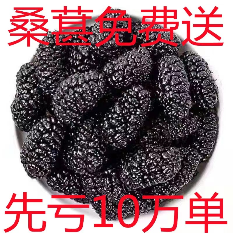 新货新疆特级桑葚果桑葚干免洗大颗粒泡茶泡酒食用袋装桑葚干500g