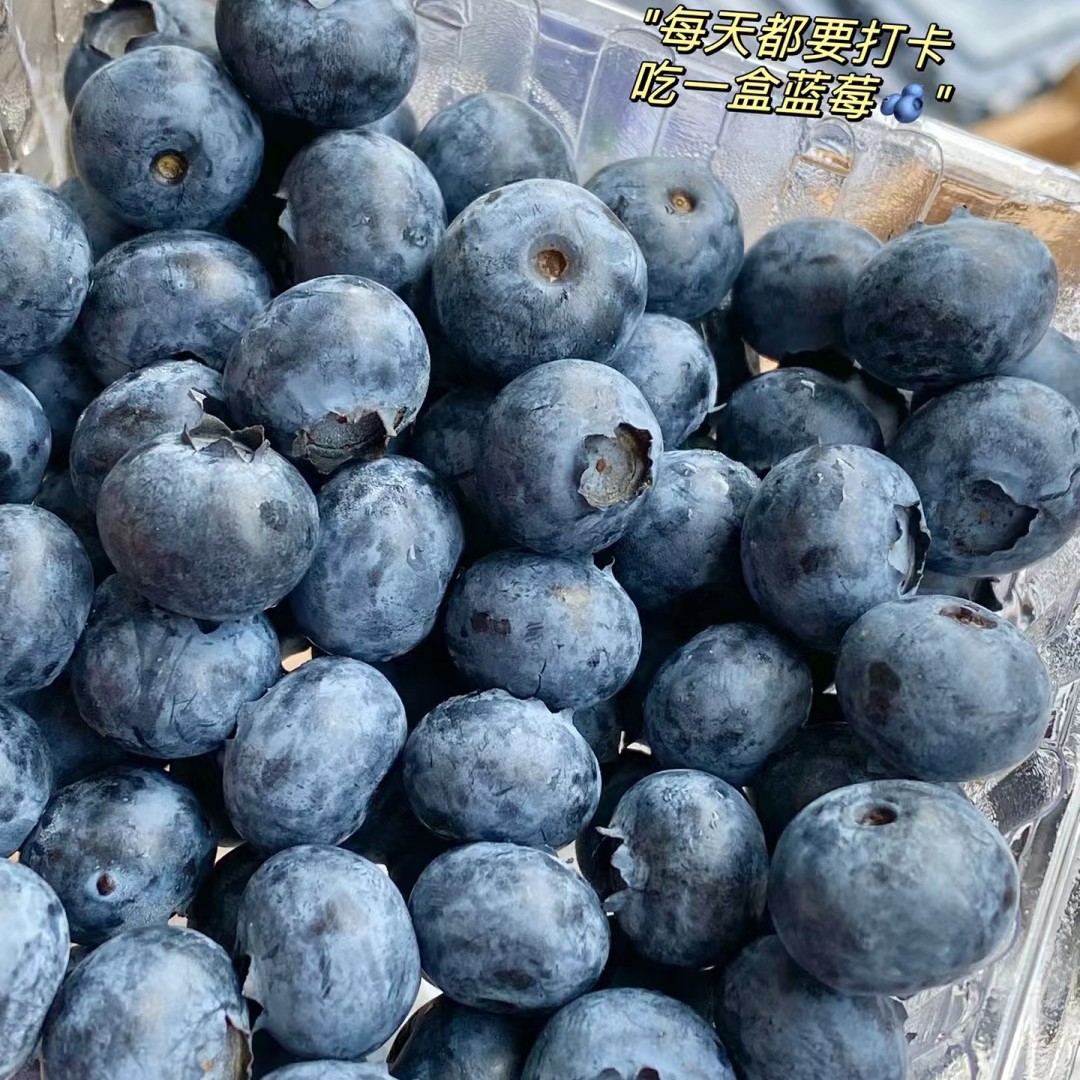 【5盒】酸酸甜甜蓝莓（果型12+） 大同平城区云冈区可拍