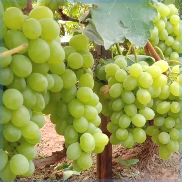 【散装】新鲜维多利亚青提 5斤 仅大同市平城区云冈区可拍