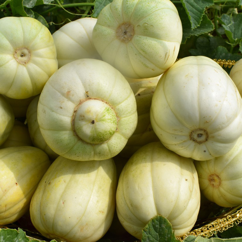 散装 巴盟香瓜 5斤 大同市平城区云冈区可拍