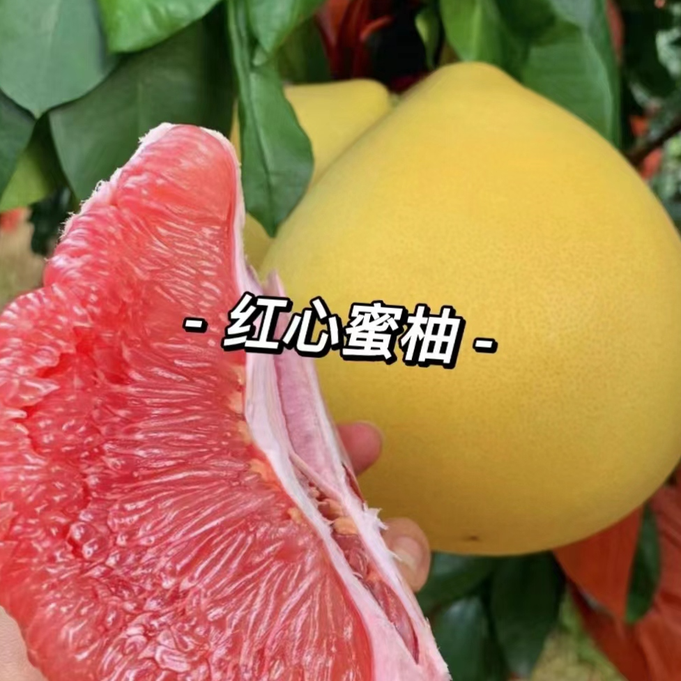 【2颗】红心蜜柚  2颗  仅大同平城区 云冈区可拍