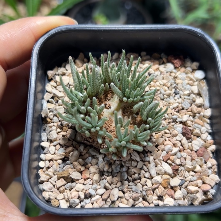 白花韧锦5566cfhj