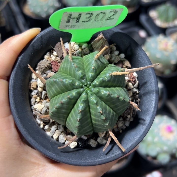 实生法利达302fdhk仙人球