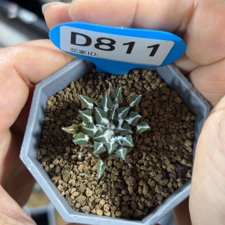 实生黑牡丹8111仙人球