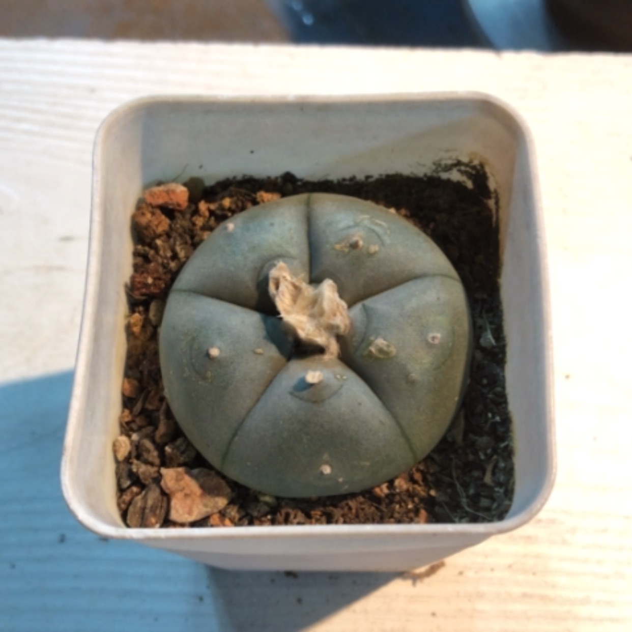 【闪购商品】傲*系