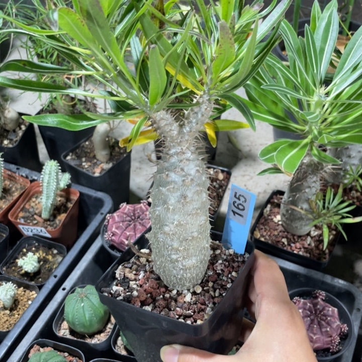 象牙宫象牙宫556