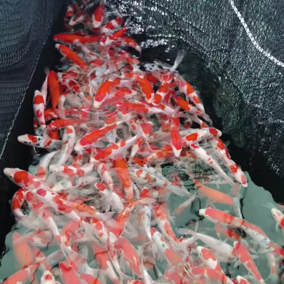 百鲤园精选 小鱼直播间链接 自行拍下随机发货