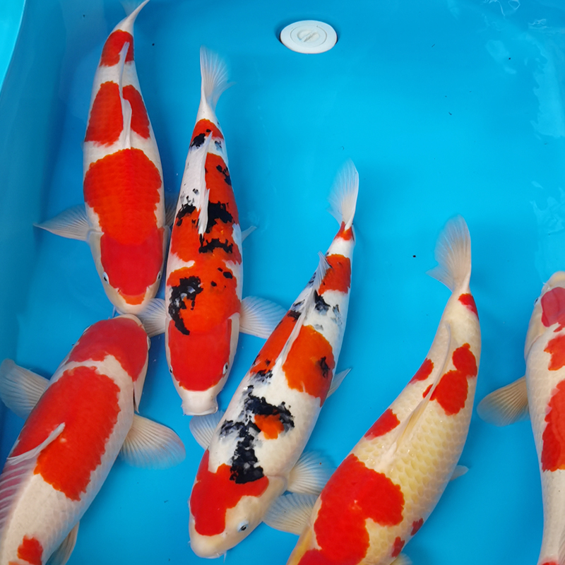 【百鲤园精选】锦鲤直播间链接 丹顶黄金芥子活体发货淡水养观赏鱼