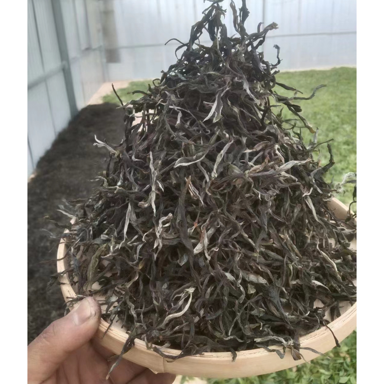 董韵茶香2025年春茶古树纯料散料