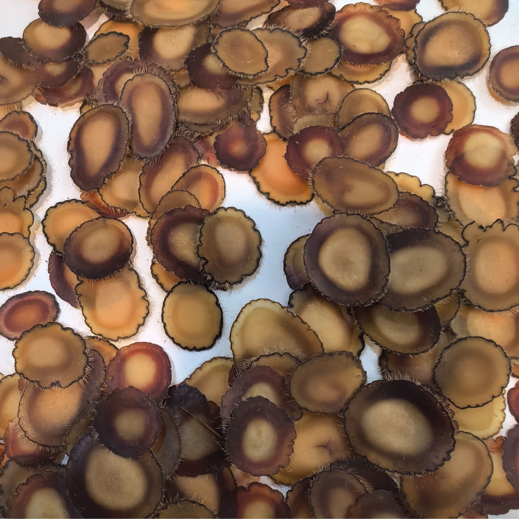 【鹿茸片】正宗梅花鹿全蜡片   滋补营养口感好10克起装