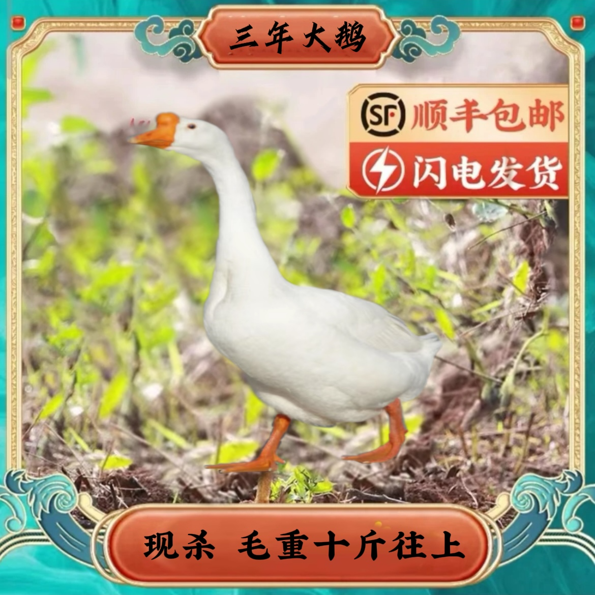 苏北桃园散养老鹅老鹅毛重8斤往上整只大鹅桃园现抓