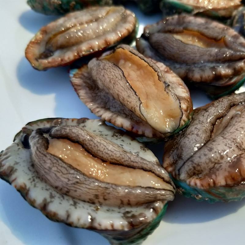 鲜活6头鲍鱼1只