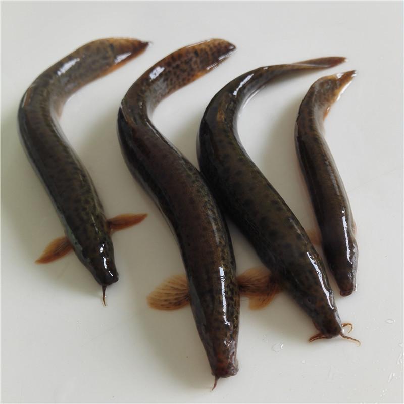 鲜活泥鳅1斤【不宰杀】泥鳅同城配